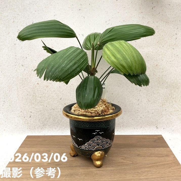 決算P10倍！8/2まで】【現品お届け】観音竹 カンノンチク 大納言 だい