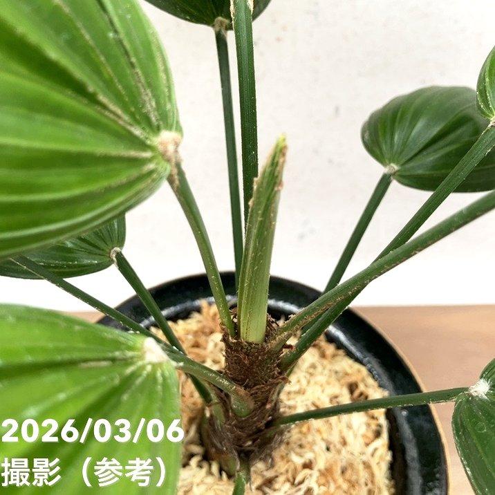 決算P10倍！8/2まで】【現品お届け】観音竹 カンノンチク 大納言 だい