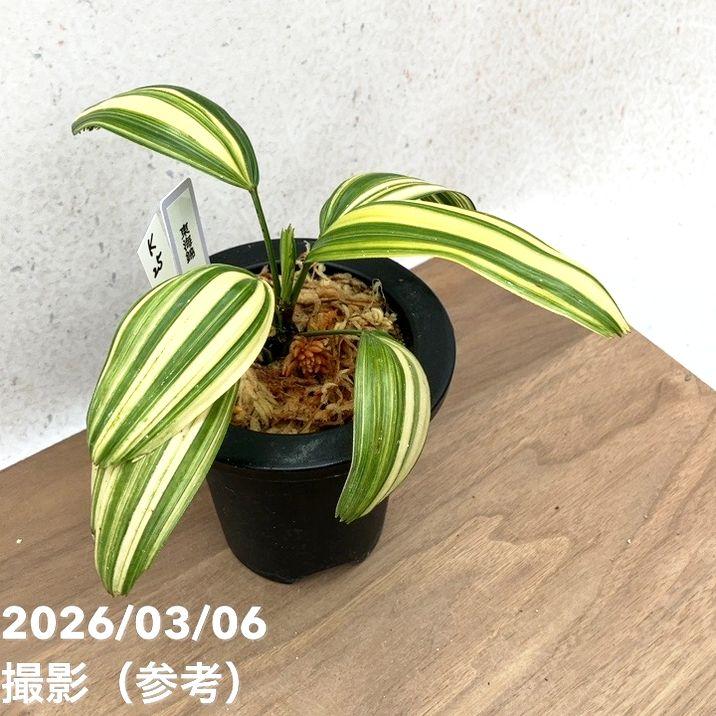 現品お届け】観音竹 カンノンチク 東海錦 とうかいにしき プラ鉢（K25