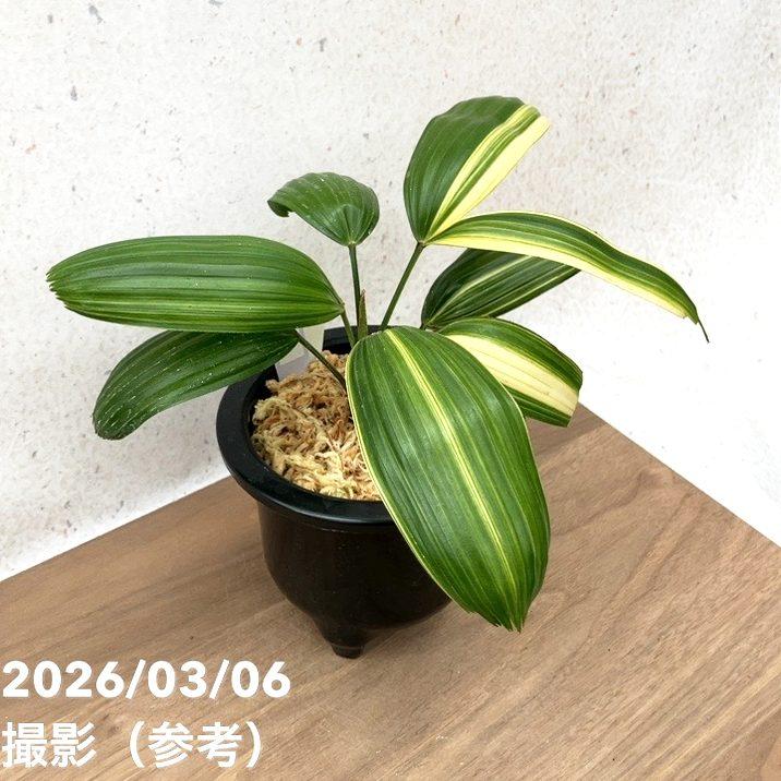 現品お届け】観音竹 カンノンチク 東海錦 とうかいにしき プラ鉢（K28