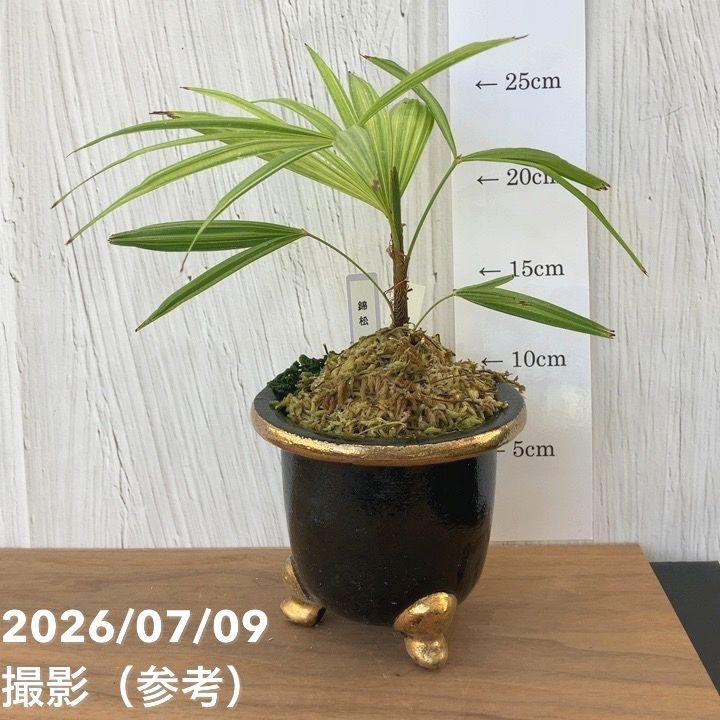 決算P10倍！8/2まで】【現品お届け】観音竹 カンノンチク 錦松 きん