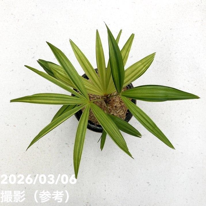 決算P10倍！8/2まで】【現品お届け】観音竹 カンノンチク 錦松 きん
