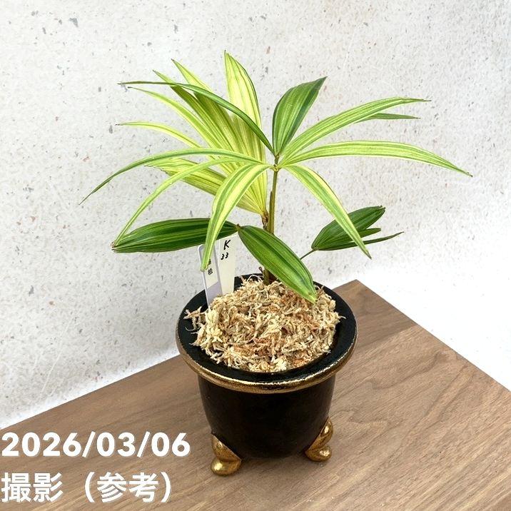 現品お届け】観音竹 カンノンチク 錦松 きんしょう 錦鉢（K33）｜観葉