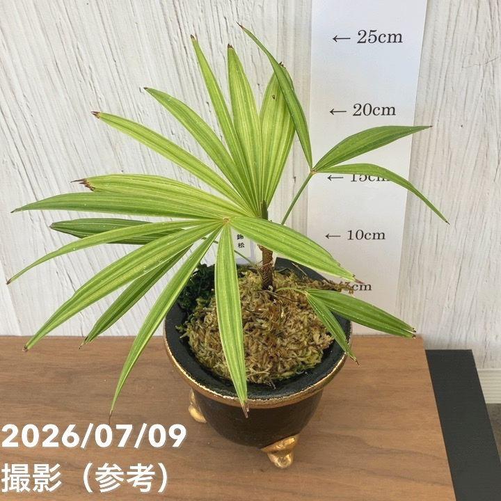 決算P10倍！8/2まで】【現品お届け】観音竹 カンノンチク 錦松 きん