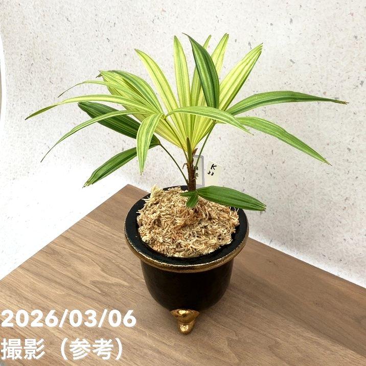 65周年記念P15倍】【現品お届け】観音竹 カンノンチク 錦松 きんしょう