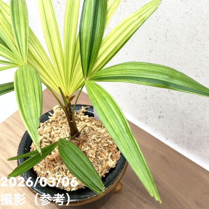 決算P10倍！8/2まで】【現品お届け】観音竹 カンノンチク 錦松 きん