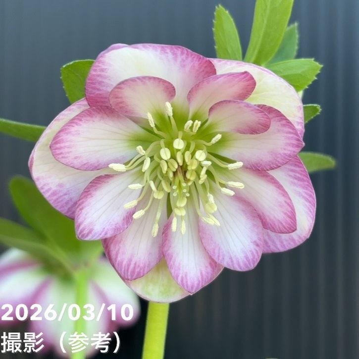 一点物】大和園 クリスマスローズ 4.5号（YA23）｜山野04-PA : 赤塚