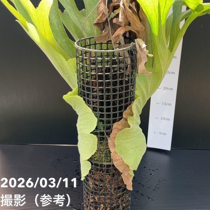 現品お届け】ビカクシダ スパーバム 筒型タイプ｜観葉01-D1 : 赤塚 