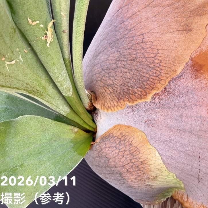 現品お届け】ビカクシダ ネザーランド 板付け｜観葉01-D1 : 赤塚植物園 