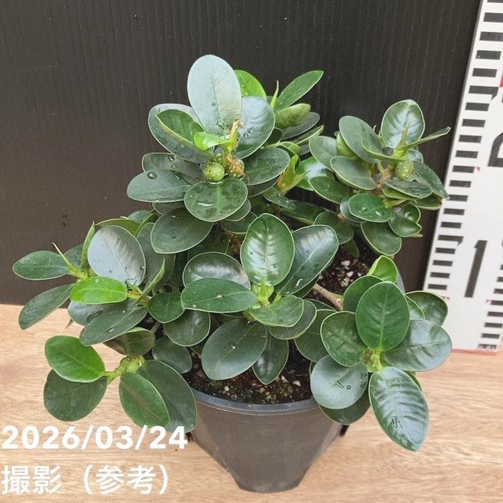パンダガジュマル 5号｜観葉04-PA : 赤塚植物園ヤフー店 - 通販 