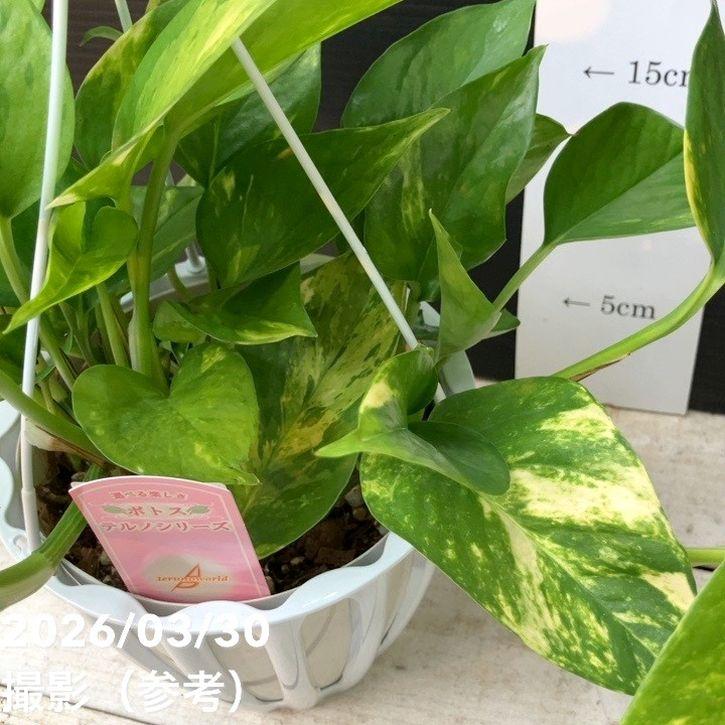 ポトス テルノ カモフラージュ 5号吊り鉢｜観葉04-PA : 赤塚植物園