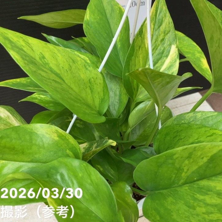 ポトス テルノ カモフラージュ 5号吊り鉢｜観葉04-PA : 赤塚植物園