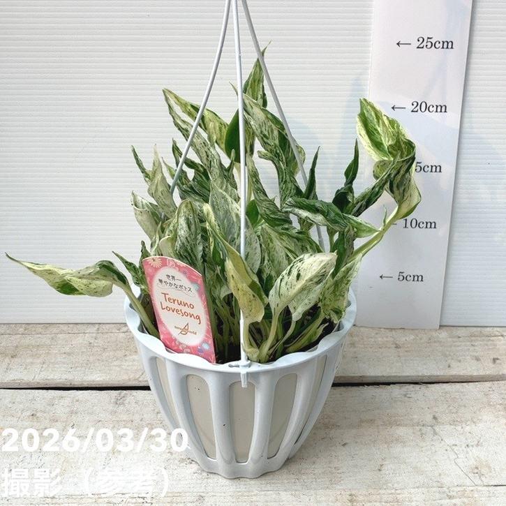 ポトス テルノ ラブソング 5号吊り鉢｜観葉04-PA（Yahoo!・赤塚植物園ヤフー店）