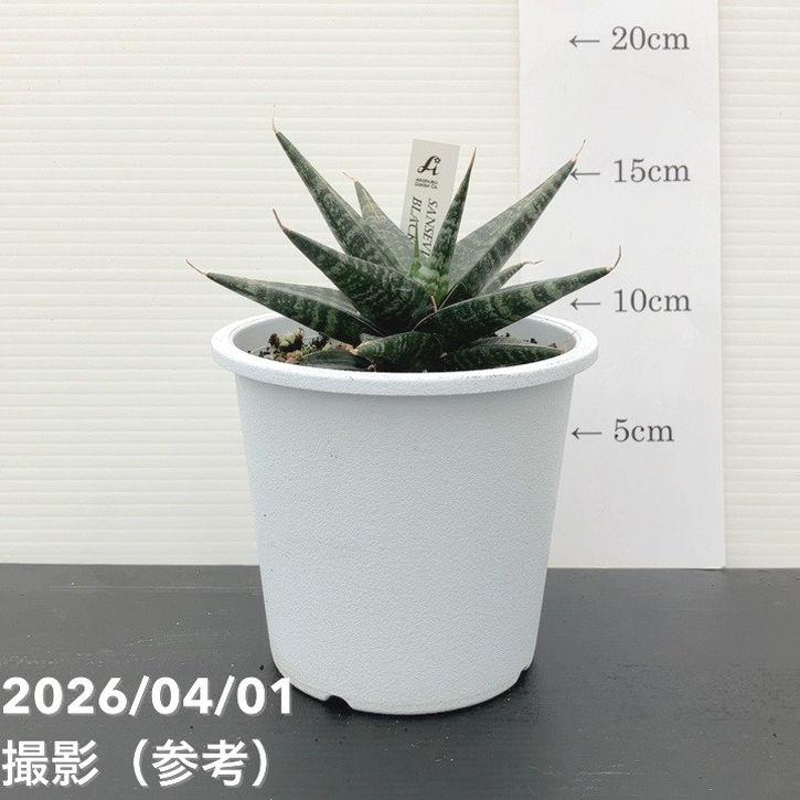 サンスベリア 4号 ブラックダイヤモンド Black diamond プラ鉢｜観葉02