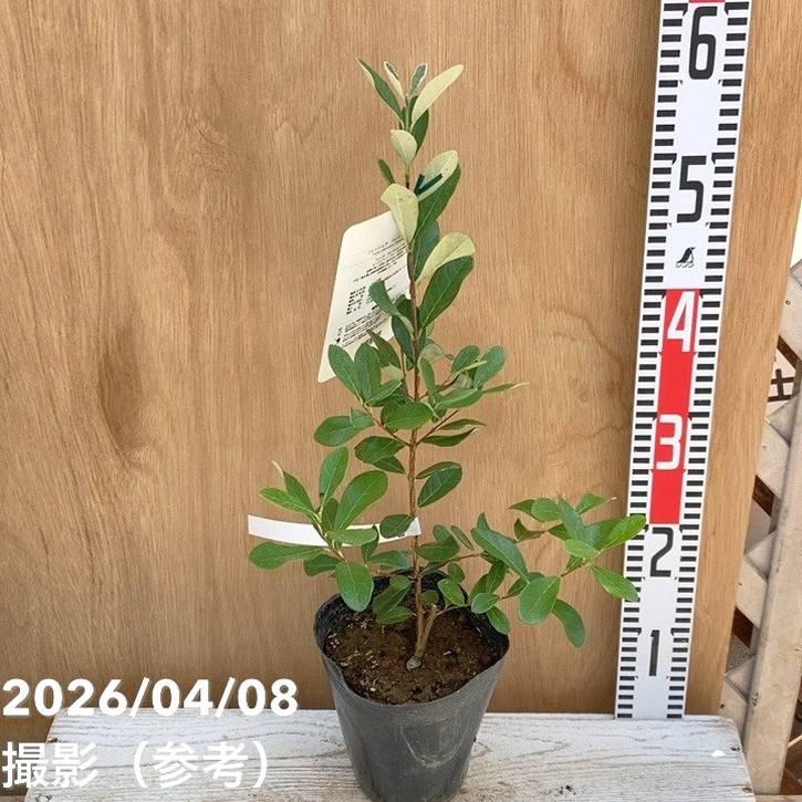 フェイジョア パイナップルジェム 5号｜果樹04-PA（Yahoo!・赤塚植物園ヤフー店）