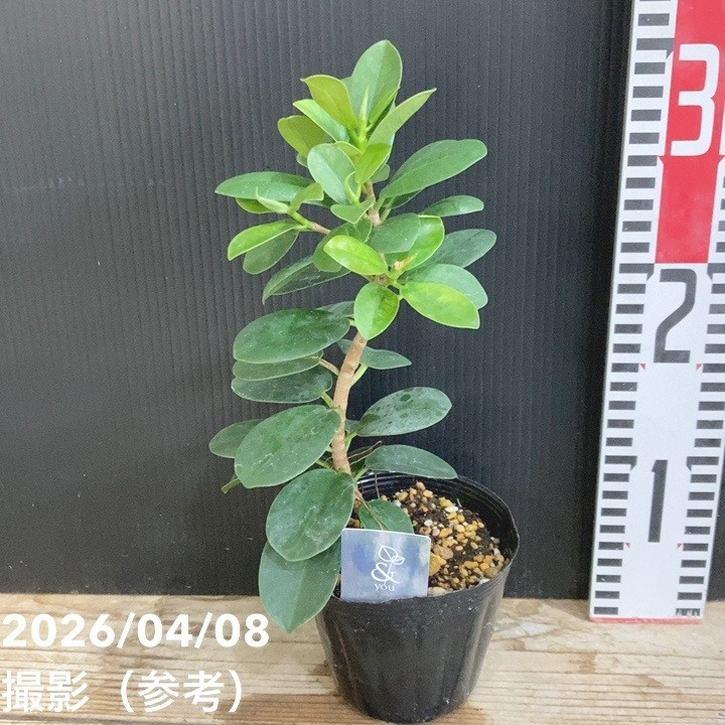 期間限定出品‼️［観葉植物］パンダガジュマル パンダガジュマル 4号｜観葉04-PA : 赤塚植物園ヤフー店 - 通販