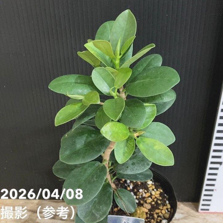 パンダガジュマル 4号｜観葉04-PA : 赤塚植物園ヤフー店 - 通販