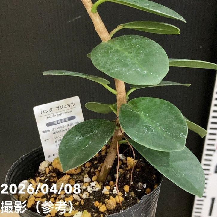 パンダガジュマル 4号｜観葉04-PA : 赤塚植物園ヤフー店 - 通販