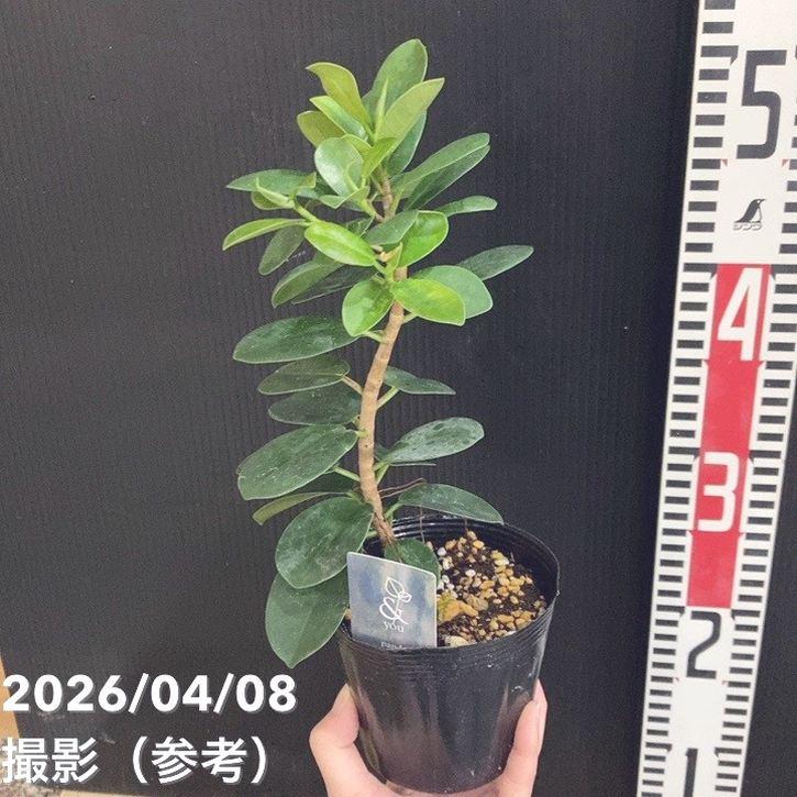 パンダガジュマル 4号｜観葉04-PA : 赤塚植物園ヤフー店 - 通販