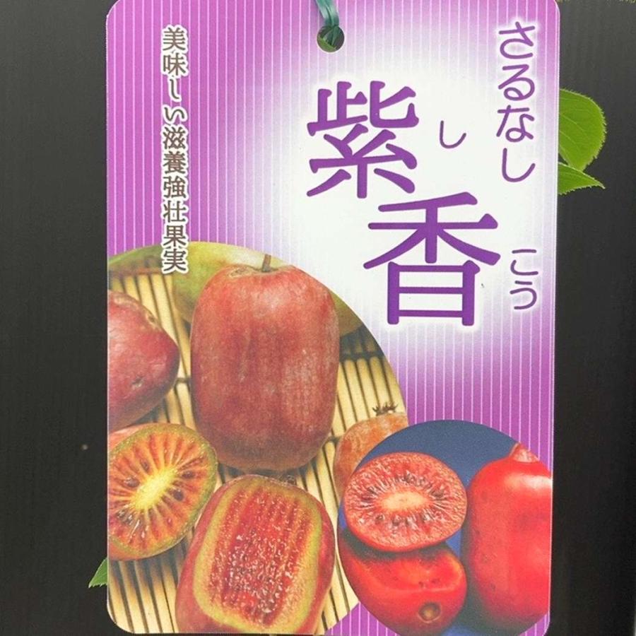 サルナシ 紫香 4号ロング｜果樹04-PA（Yahoo!・赤塚植物園ヤフー店）