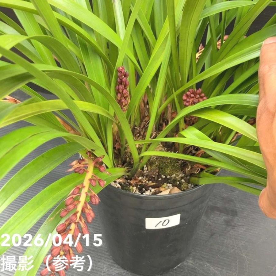 花芽10個＞キンリョウヘン 6号（品種不明）｜ミツバチ蘭｜洋蘭10-TU