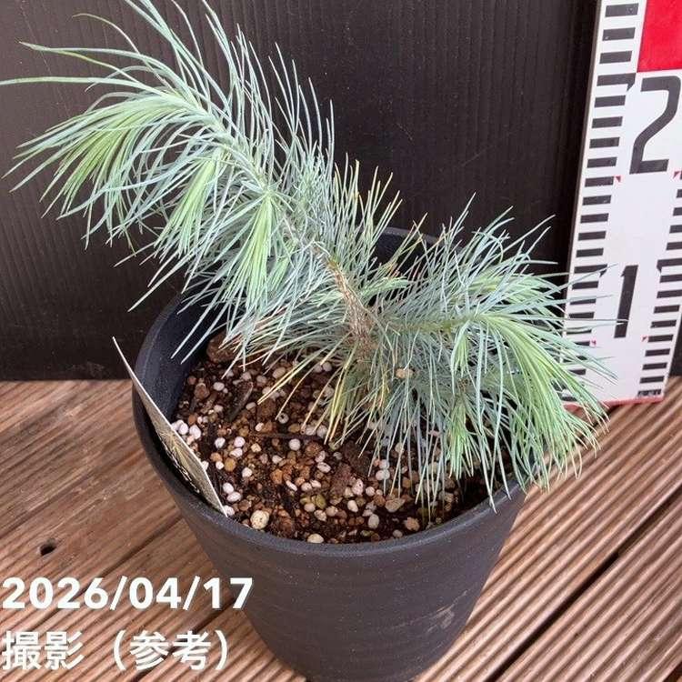 マルチネスピニョンマツ 5号｜花木04-PA : 赤塚植物園ヤフー店 - 通販 