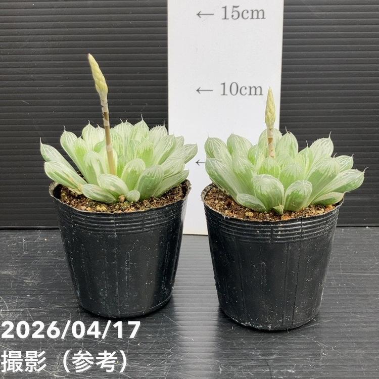 ハオルチア オブツーサ 斑入り 2.5号 2鉢セット｜観葉10-TU（Yahoo!・赤塚植物園ヤフー店）