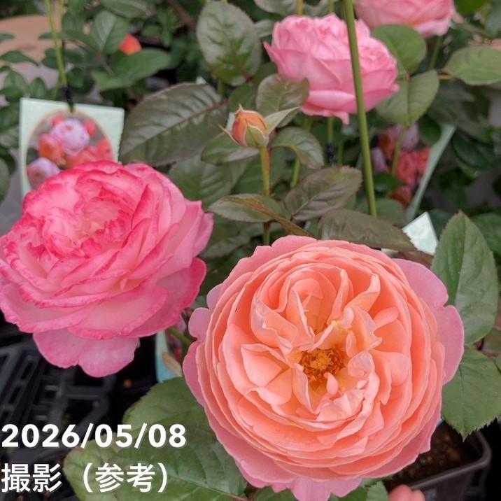 NEW】バラ新苗 タルト・アブリコ 4号 河本バラ園 河本麻記子さん