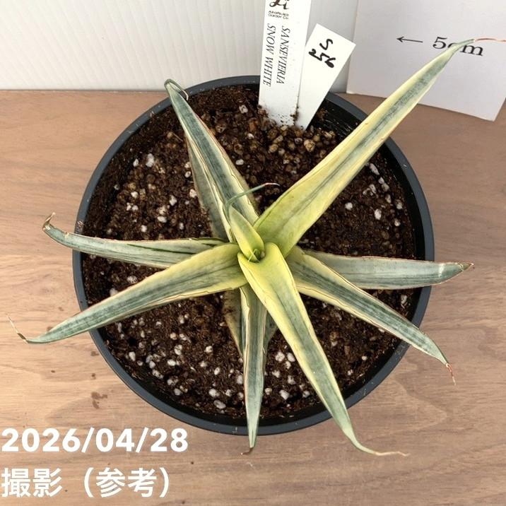 大株！サンスベリア スノーホワイト 極上斑】サンセベリア