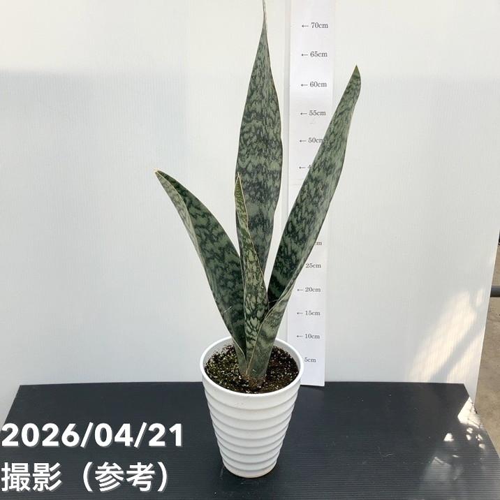 サンスベリア 6号 アブリティアナ 陶器鉢｜観葉02-D2 : 赤塚植物園