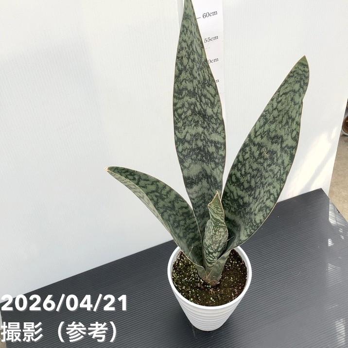 決算P10倍！8/2まで】サンスベリア 6号 アブリティアナ 陶器鉢｜観葉02
