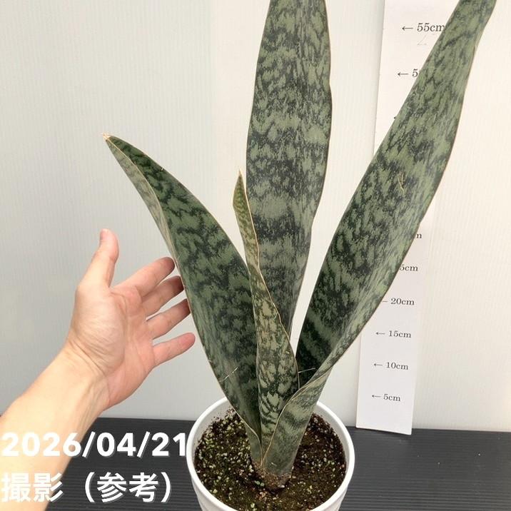サンスベリア 6号 アブリティアナ 陶器鉢｜観葉02-D2 : 赤塚植物園