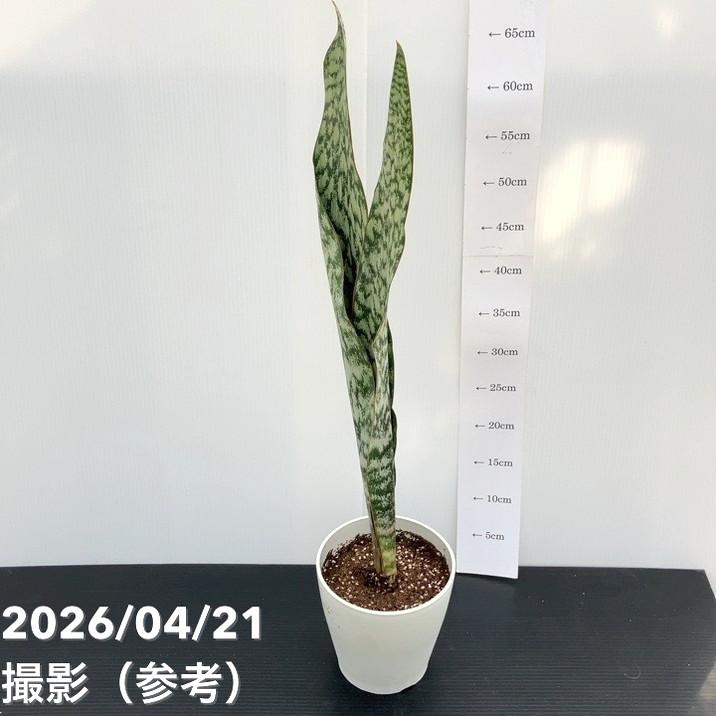 akatsukagarden n10009898