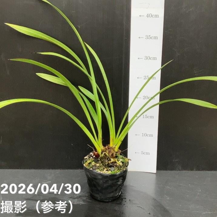 キンリョウヘンこれから咲きます 開花終了株＞キンリョウヘン 3.5号（品種名なし）｜ミツバチ蘭｜洋蘭10