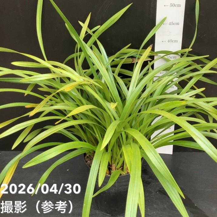 開花終了株＞キンリョウヘン 6号（品種不明）｜ミツバチ蘭｜洋蘭10-TU