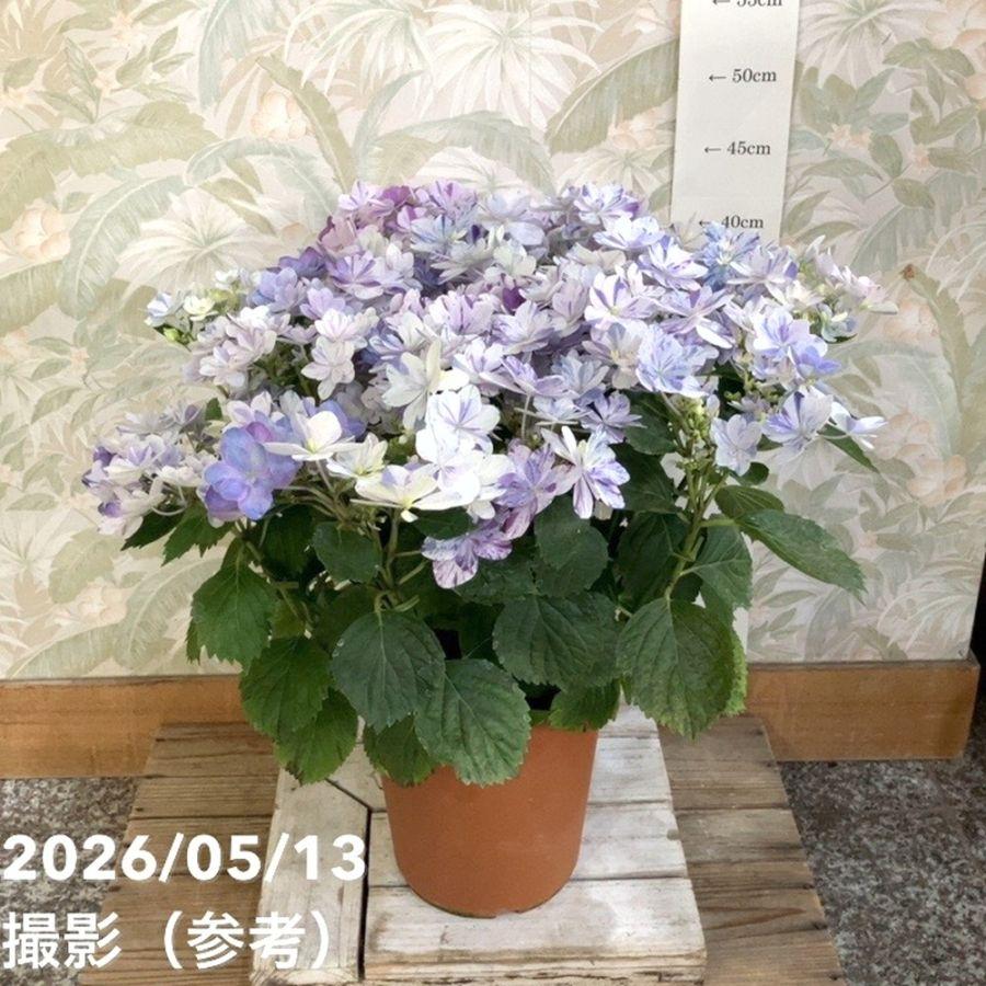 アジサイ 彩羽千織 いろはちおり ブルー 6号｜鉢花04-PA : 赤塚植物園