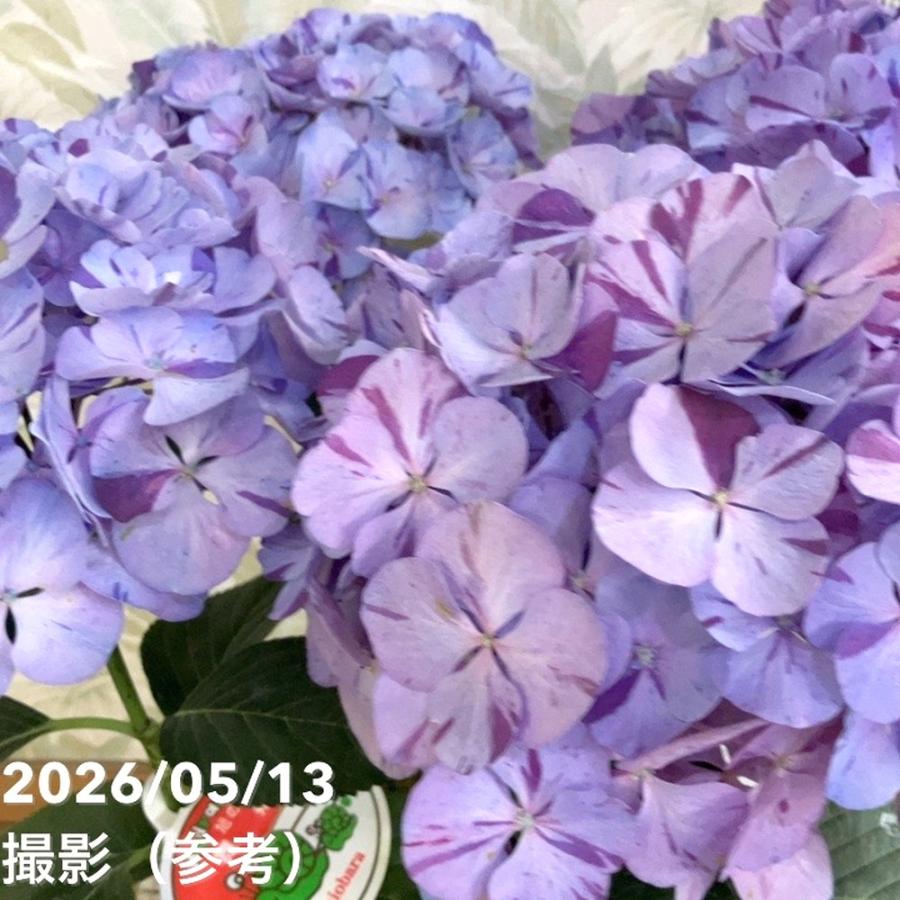 アジサイ 舞姫 まいひめ パープル 5号｜鉢花04-PA : 赤塚植物園ヤフー