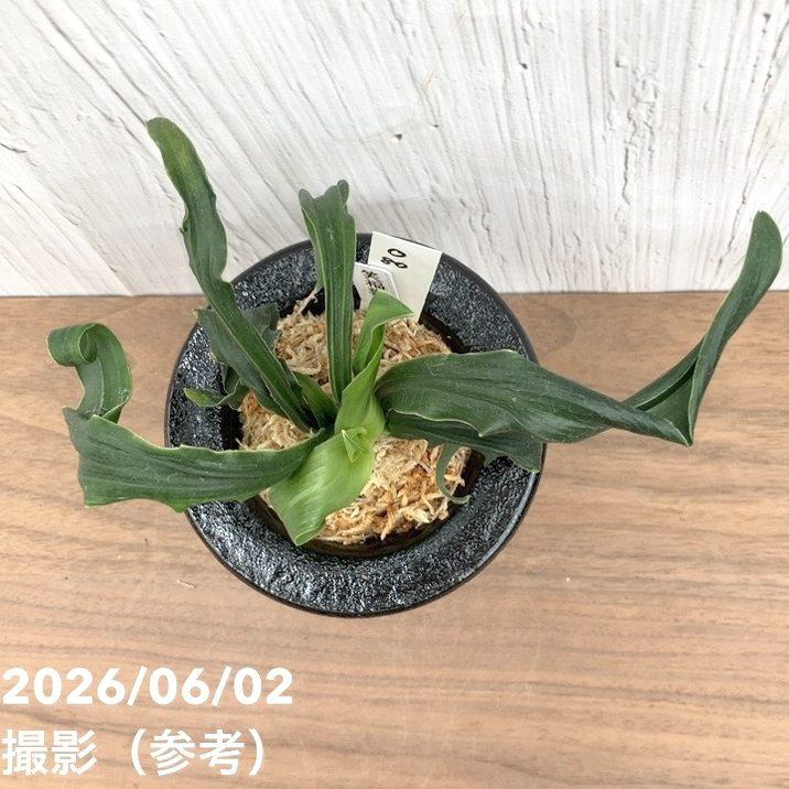 現品お届け】豊明園 万年青 オモト 笑福獅子（しょうふくじし）黒鉢