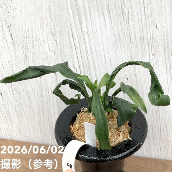 現品お届け】豊明園 万年青 オモト 笑福獅子（しょうふくじし）黒鉢