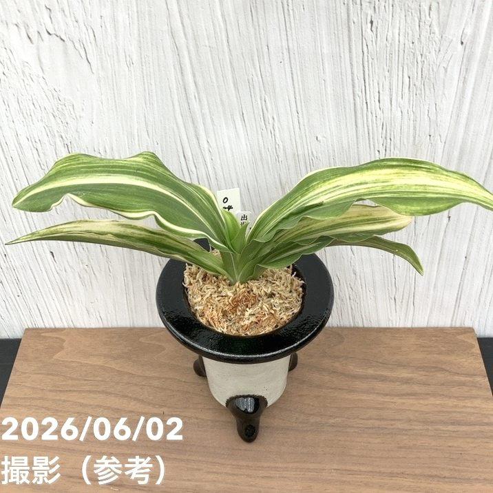 現品お届け】豊明園 万年青 オモト 出世実生（しゅっせみしょう）陶器