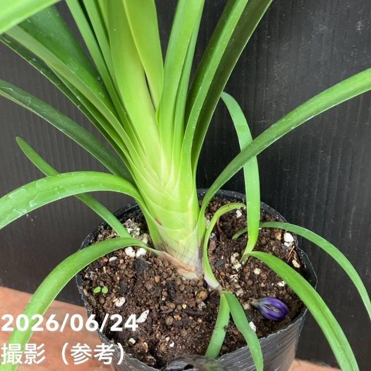 アガパンサス ブラックジャック 3.5号｜草花04-PA : 赤塚植物園ヤフー