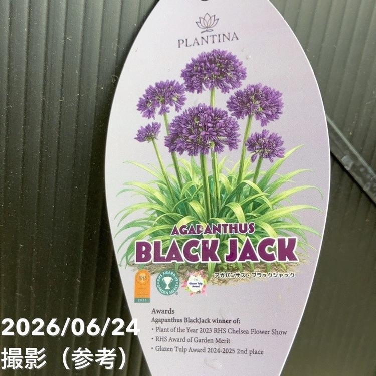 決算P5倍！8/2まで】アガパンサス ブラックジャック 3.5号｜草花04-PA