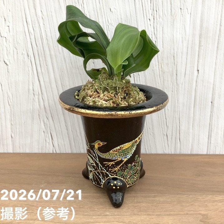 万年青鉢 獅子絵 植木鉢 現品お届け】豊明園 万年青 オモト 千代田獅子（ちよだじし） 錦鉢