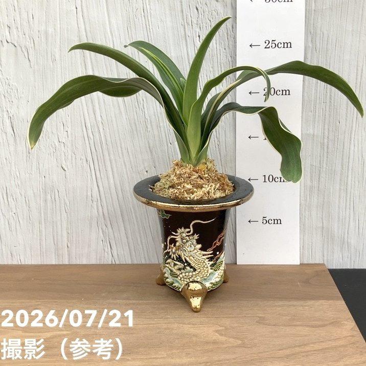 現品お届け】豊明園 万年青 オモト 錦明鳳（きんめいほう）錦鉢（O90