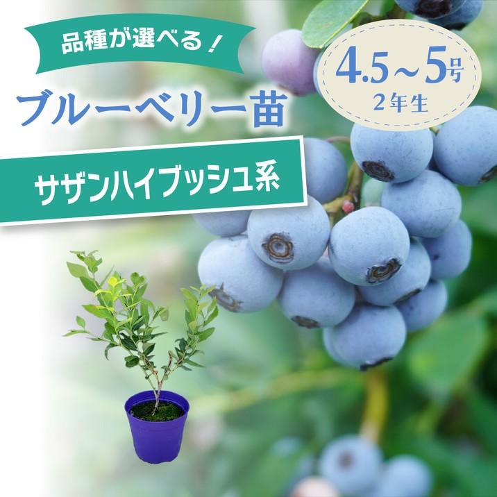 予約9月下旬以降発送】ブルーベリー苗 サザンハイブッシュ系 選択可能