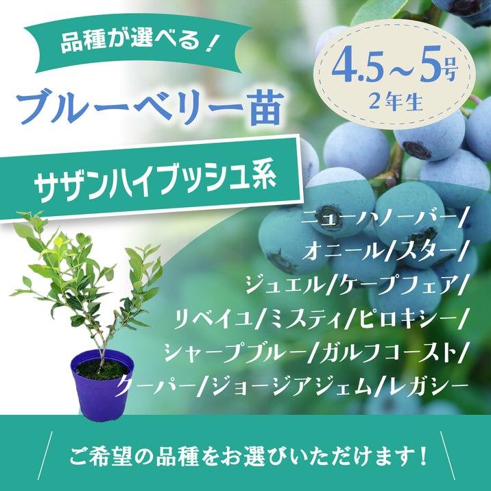 予約9月下旬以降発送】ブルーベリー苗 サザンハイブッシュ系 選択可能