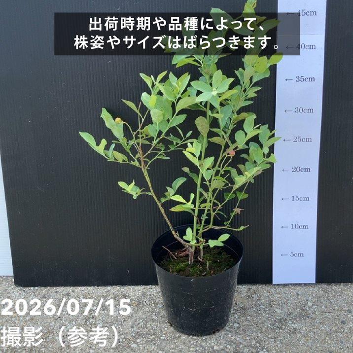 予約9月下旬以降発送】ブルーベリー苗 サザンハイブッシュ系 選択可能