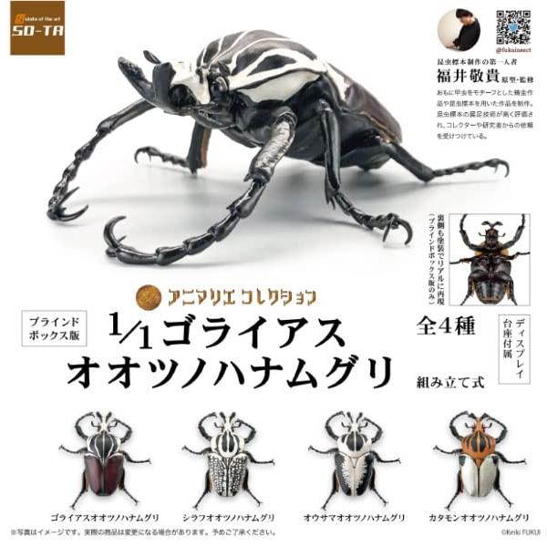 2025年最新】Yahoo!オークション -ゴライアス 標本の中古品