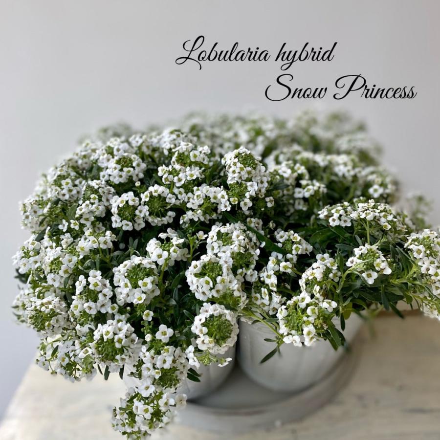 スーパーアリッサム スノープリンセス栄養系スイートアリッサム 3 5寸苗 8010 A K G 通販 Yahoo ショッピング