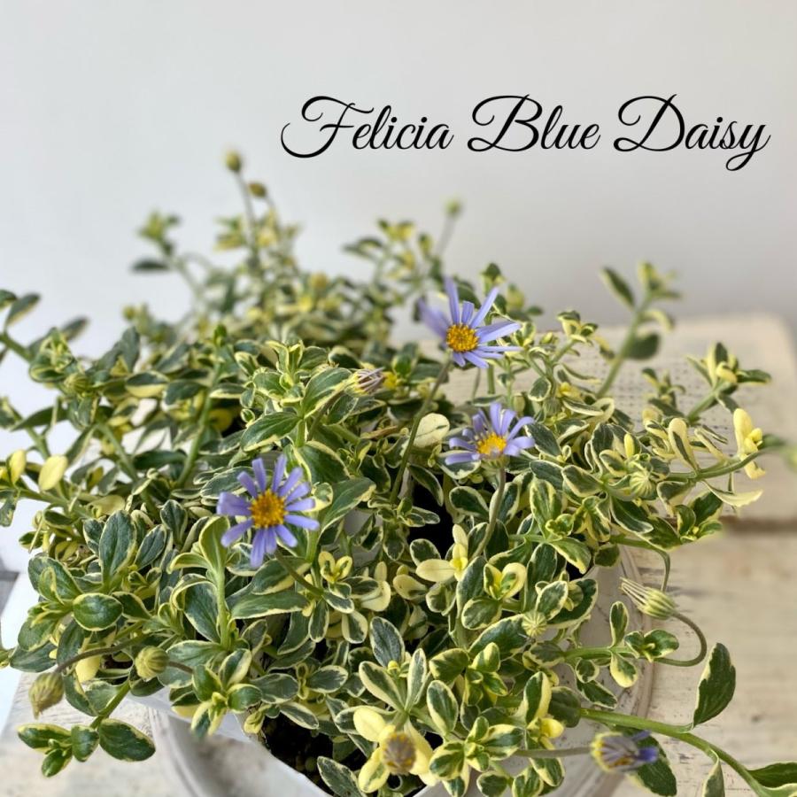 斑入りブルーデージー ブルーホワイト 8014 A K G 通販 Yahoo ショッピング